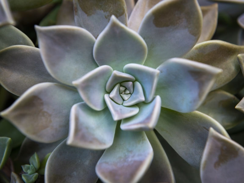SUCULENTA - NATUREZA