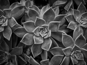 SUCULENTA II - NATUREZA