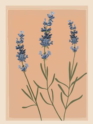 SPRIGS OF LAVENDER 1