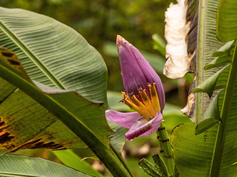 A FLOR DA BANANEIRA