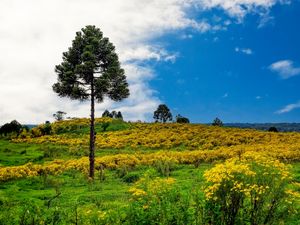 BELEZAS DO CAMPO-01