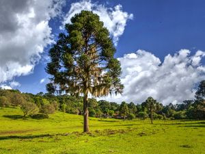 ARAUCÁRIA-01