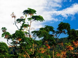 MINHA PEQUENA FLORESTA-01