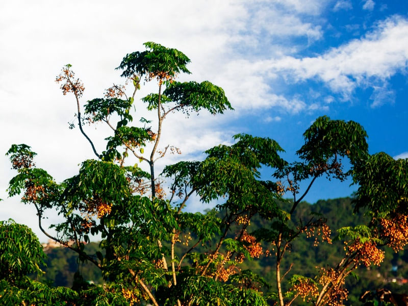MINHA PEQUENA FLORESTA-01
