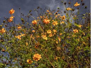 FLORES LARANJAS AO CÉU