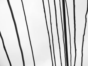 GALHOS ABSTRATOS 02