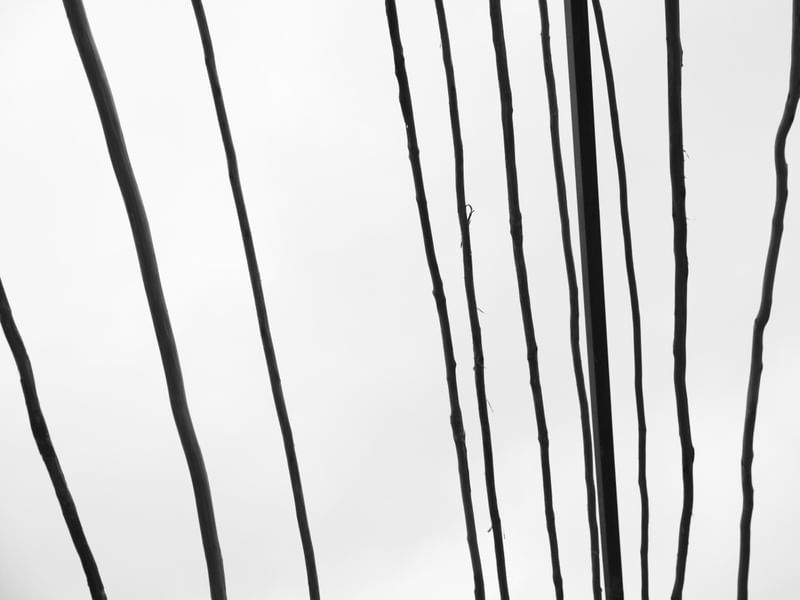 GALHOS ABSTRATOS 02