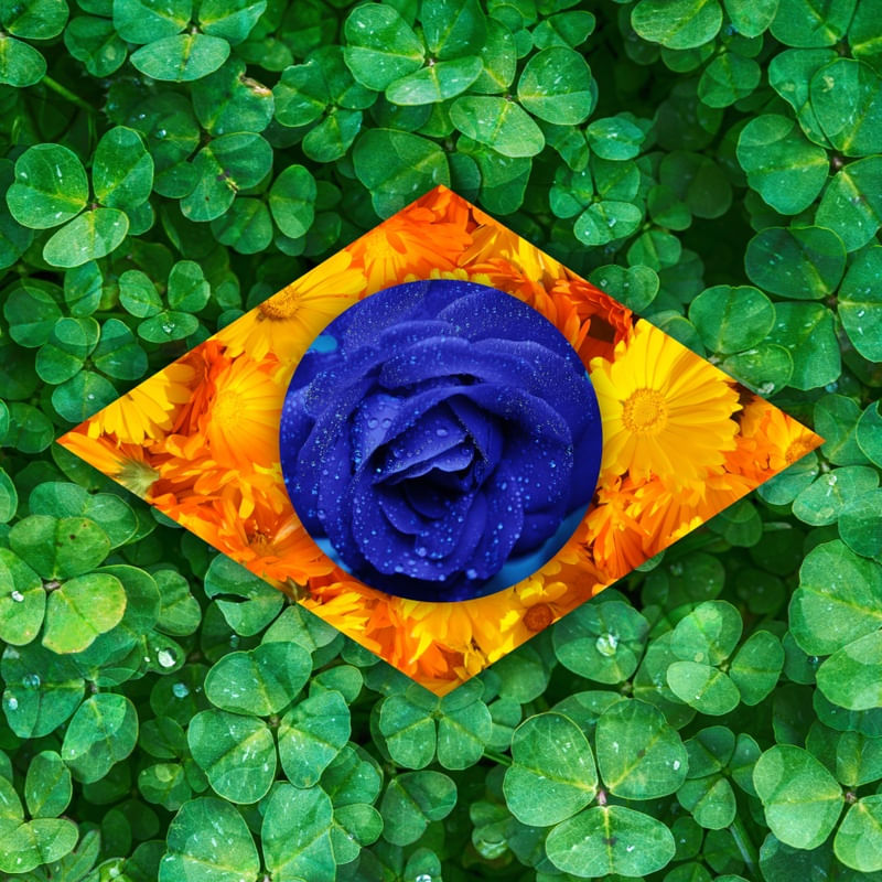 BRAZILIAN FLOWERS