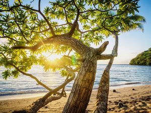 A ARVORE DA PRAIA