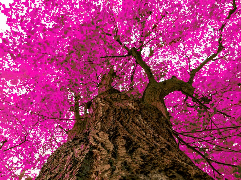 IPÊ ROSA 001