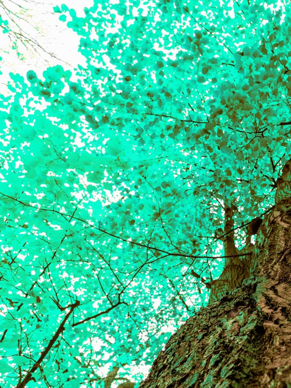 IPÊ AZUL 01