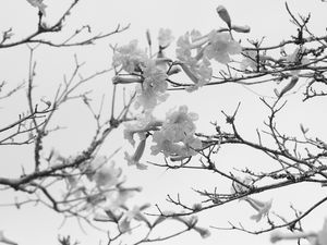 RJ - PRIMAVERA EM PB