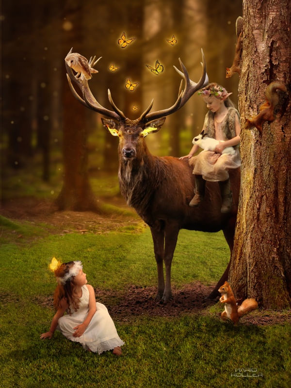 ENCHANTED FOREST II