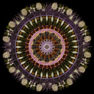 MAGNIFICENCE II