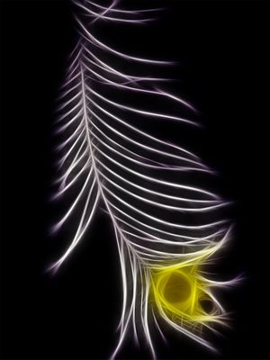 FEATHER AND DESIRE