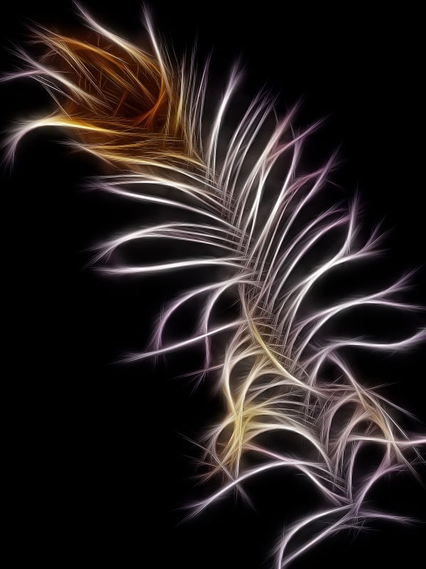 FEATHER AND DESIRE II