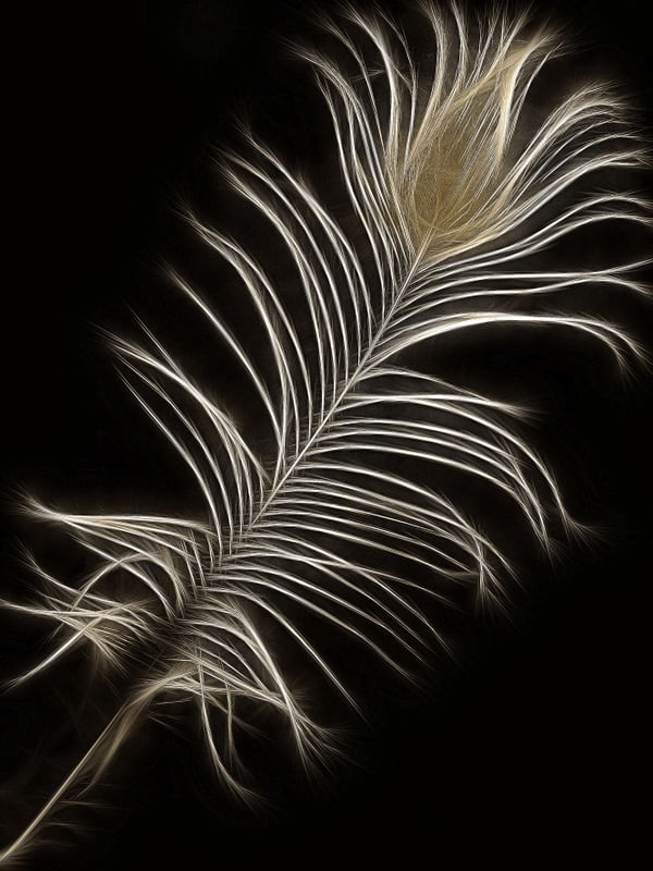 FEATHER AND DESIRE III
