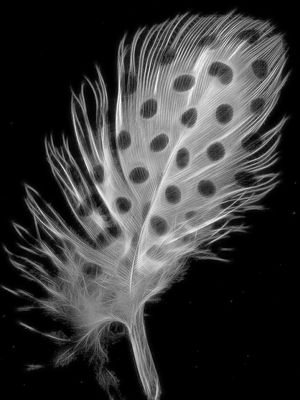 FEATHER AND DESIRE IV