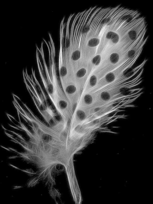 FEATHER AND DESIRE IV