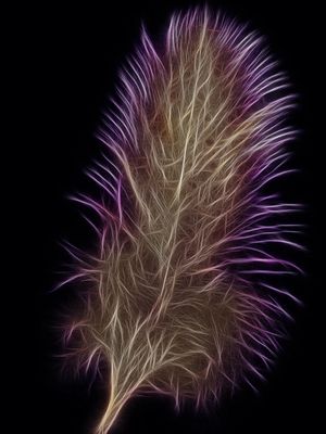 FEATHER AND DESIRE V