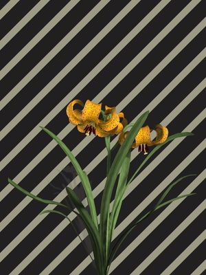 LISTRAS E FLORES