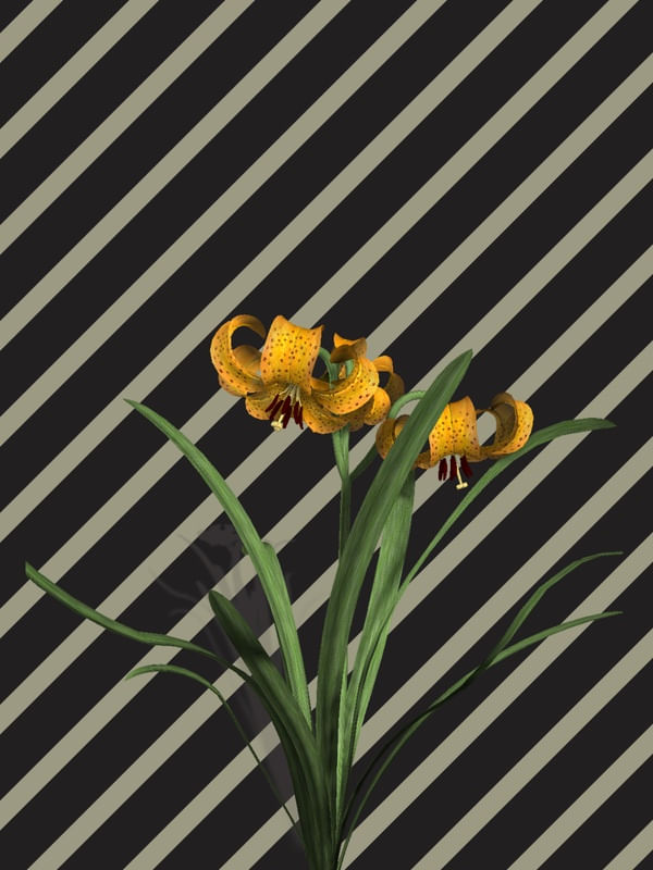 LISTRAS E FLORES