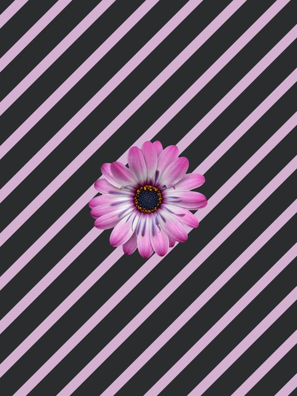 LISTRAS E FLORES II