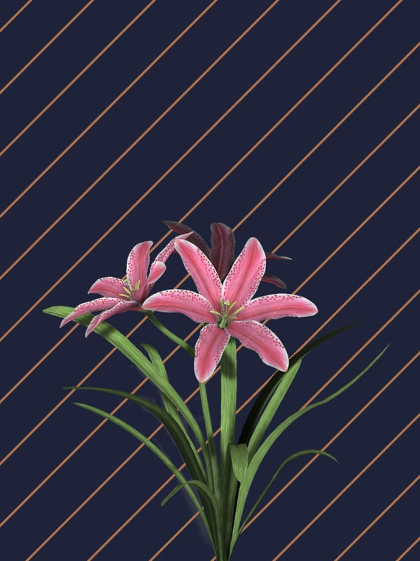 LISTRAS E FLORES IV