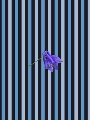 LISTRAS E FLORES V