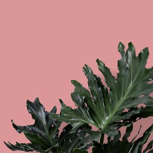 FOLHAGENS EM ROSÉ II