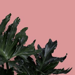 FOLHAGENS EM ROSÉ III