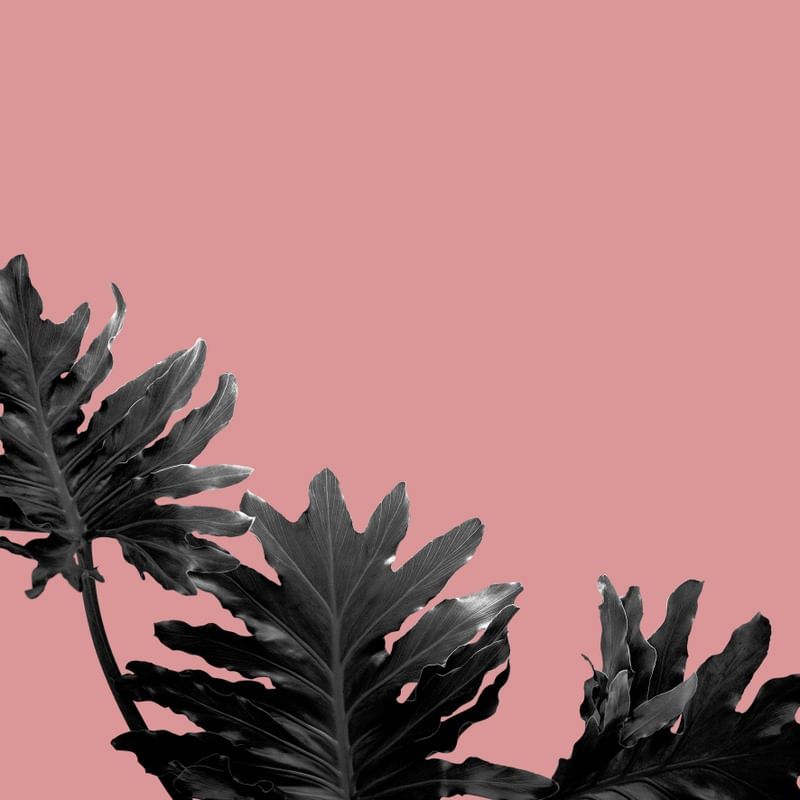 FOLHAGENS EM ROSÉ IV