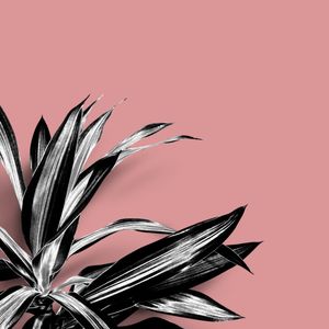 FOLHAGENS EM ROSÉ VII