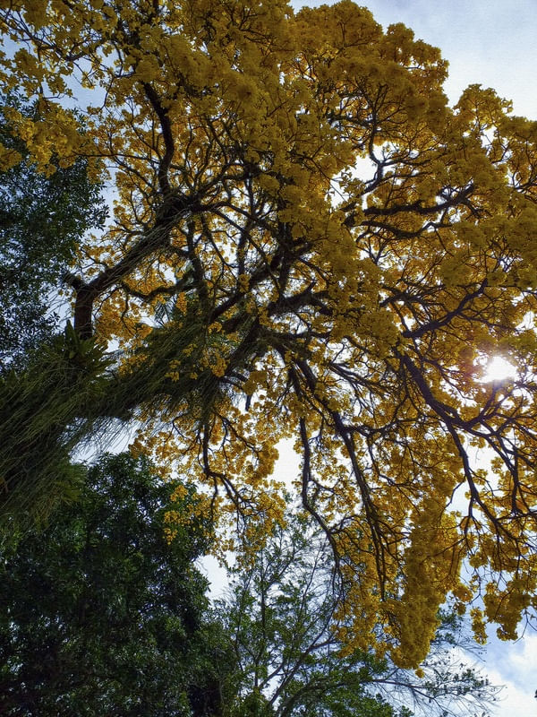 #NATUREZA133