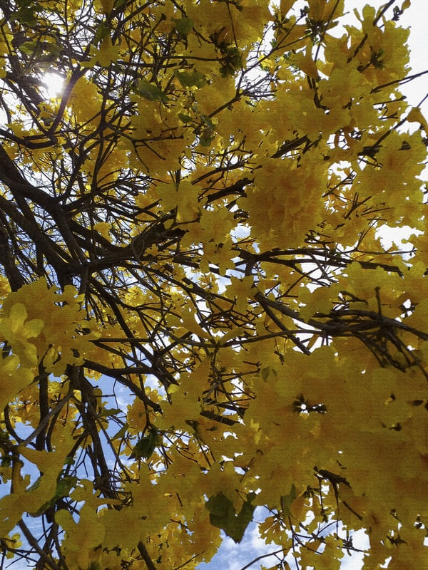 #NATUREZA136