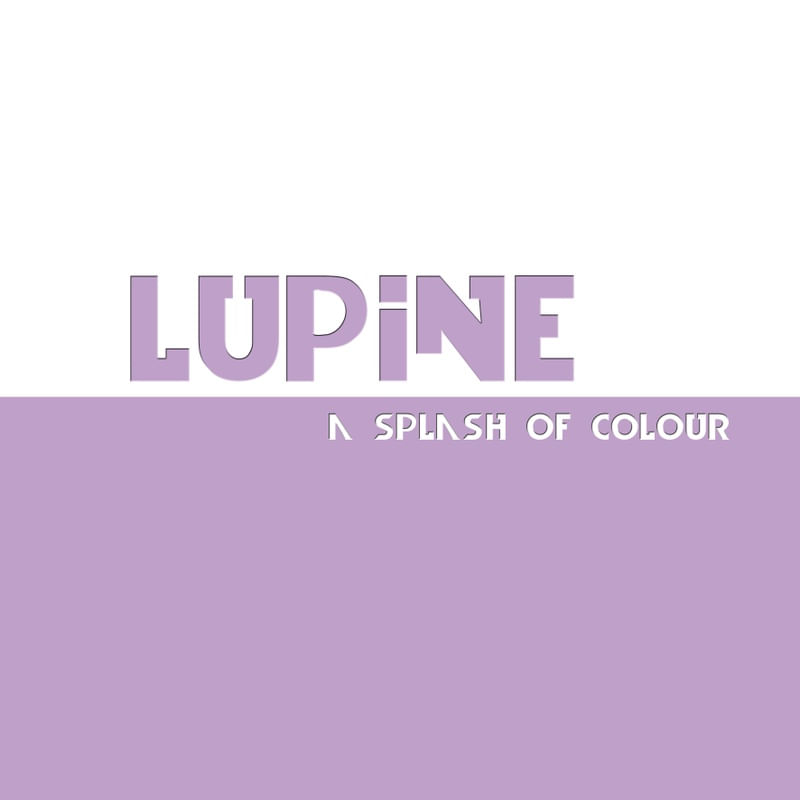 LUPINE - A SPLASH OF COLOUR