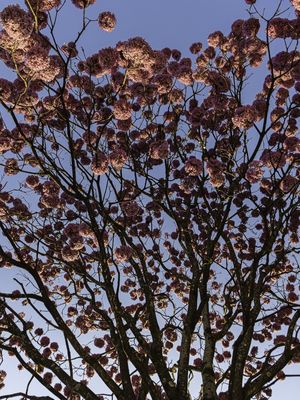 LUZ DE FLORES