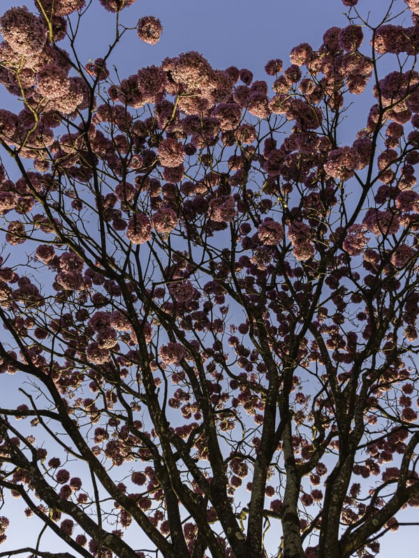 LUZ DE FLORES