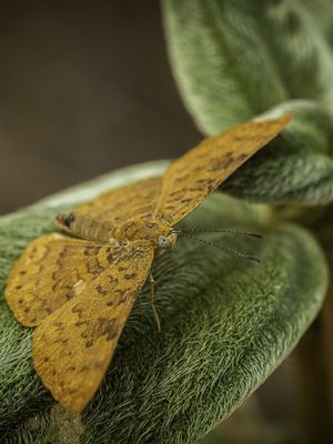 ORANGE BUTTERFLY