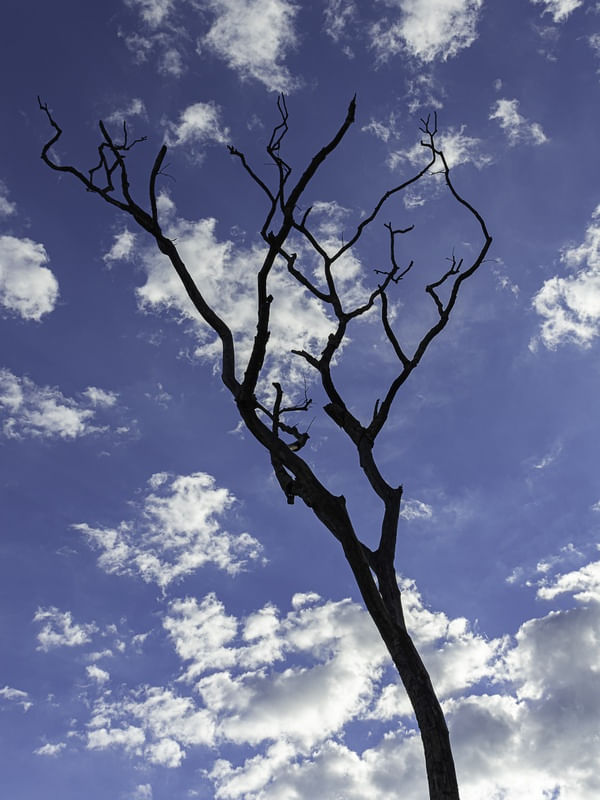 TREE SKY