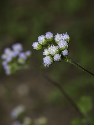 SMALL FLOWER
