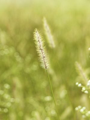 CAMPOS DE OURO