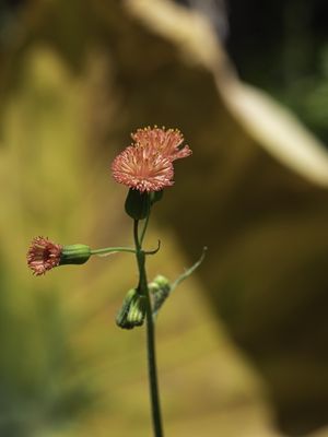 SMALL FLOWER SUMMER