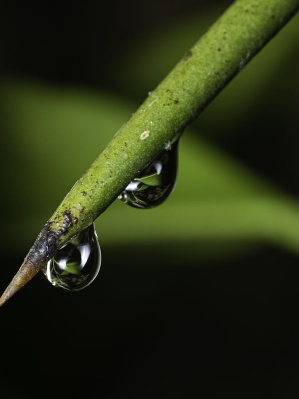 RAINDROPS SUMMER