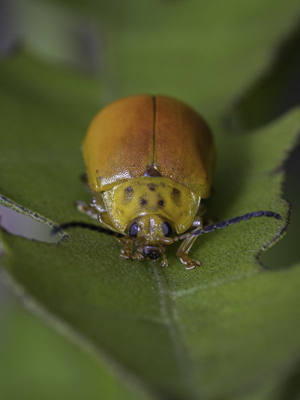 BUG ON LEAF