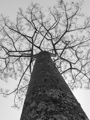 TREE LIVES