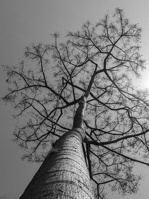 SAVE TREES