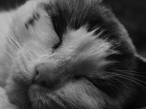 CAT SLEEP