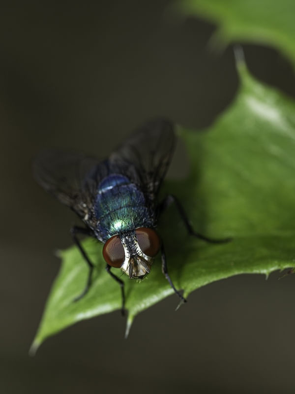 FLY ON THE PLANT