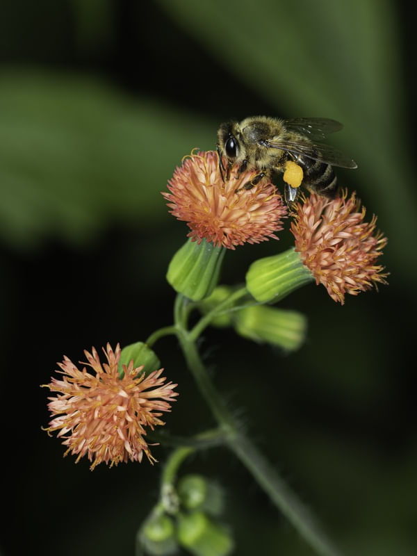 SWEET COLOR BEE